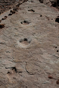 Dinosaur trackway